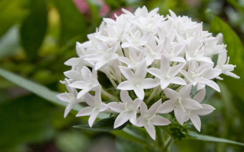White Flower.jpg