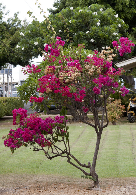 Flowering tree.jpg