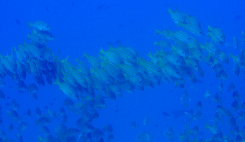 School of fish.jpg