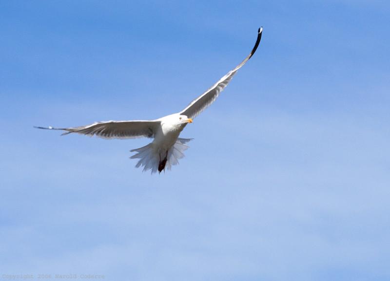 Seagull in Flight.jpg