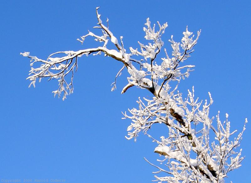 Snow-covered Branch.jpg