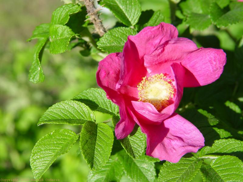 Pink Flower with Leaves.jpg
