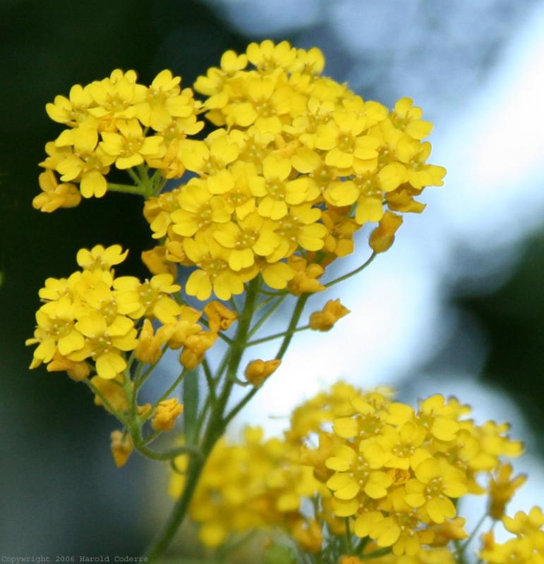 Yellow Flowers.jpg