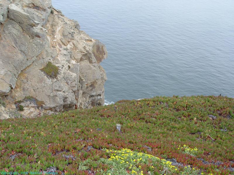 Cliff with Ground Cover.jpg