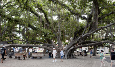 Lahaina banyan tree.jpg