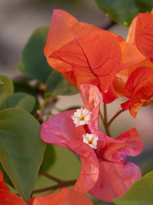 Shrub flowers.jpg