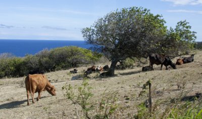 Grazing Cattle.jpg