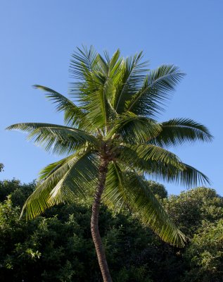 Palm tree.jpg