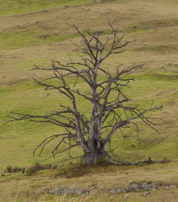 Dead tree.jpg