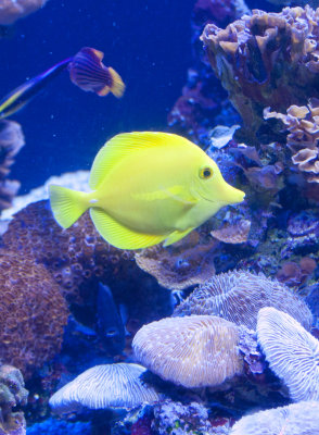 Yellow Tang.jpg