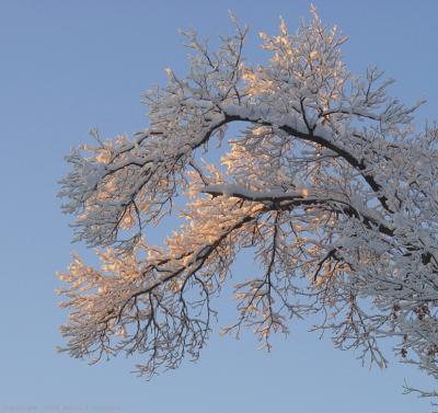 Snow Covered Oak at Dawn.jpg