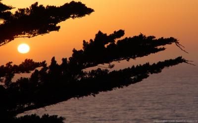 Sunset through Cypress.jpg