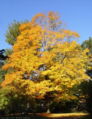Tree at Peak Color.jpg