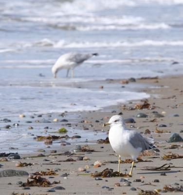 Birds at the Waters Edge.jpg