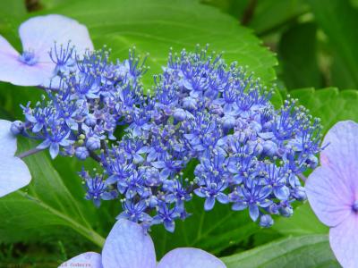 Tiny Blue Flowers.jpg