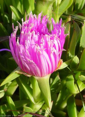 Flowering Ground Cover.jpg