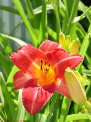 Red Daylily.jpg