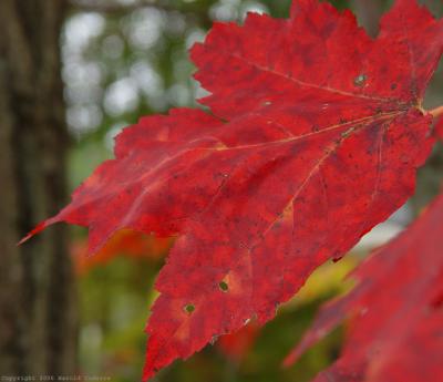 Red Leaf.jpg