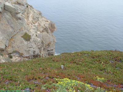 Cliff with Ground Cover.jpg