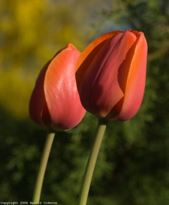 Tulips at Sunset.jpg