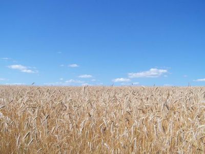 organic field of rye