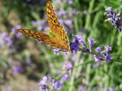 lavender butterfly