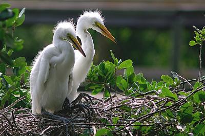 great egrets