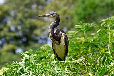 tricolor heron