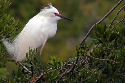 snowy egret.jpg