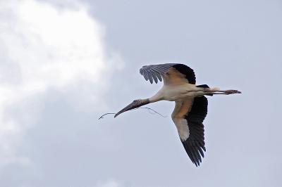 woodstork.jpg