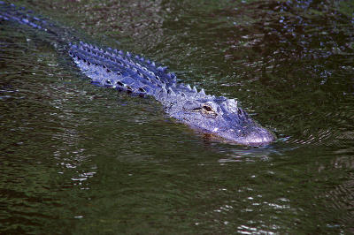 alligator 2.jpg