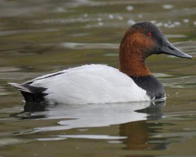 canvasback BRD4176.jpg