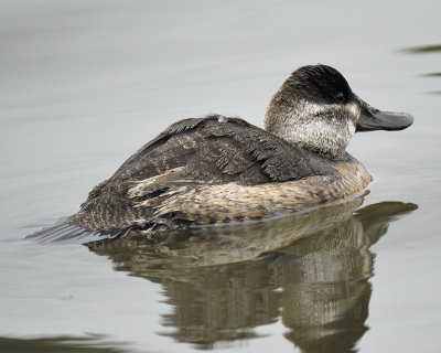 ruddy duck BRD4224.jpg