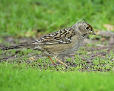 golden-crowned sparrow BRD4546.jpg