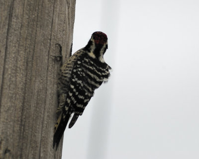 1430i_nuttalls_woodpecker