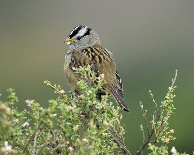 1670l_white_crowned_sparrow