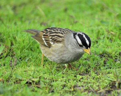 white-crowned sparrow BRD4554.jpg