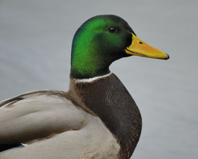 mallard BRD4453.jpg