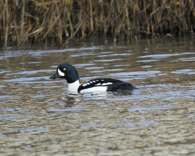 barrow's goldeneye BRD4467.jpg