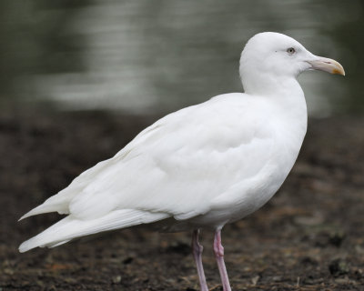 western gull BRD4571.jpg