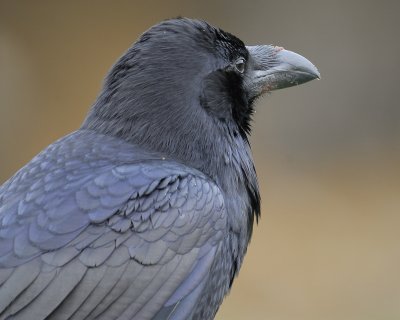 common raven BRD4629.jpg