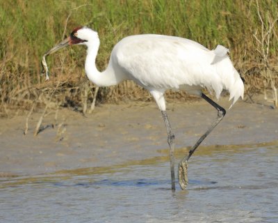 whooping crane BRD8314.jpg