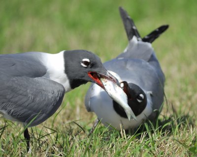 laughing gull BRD8172.jpg