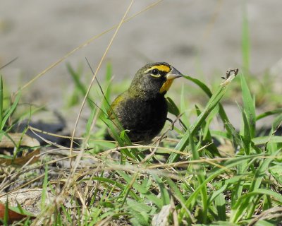 yellow-faced grassquit BRD8037.jpg