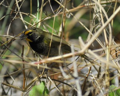 yellow-faced grassquit BRD8079.jpg