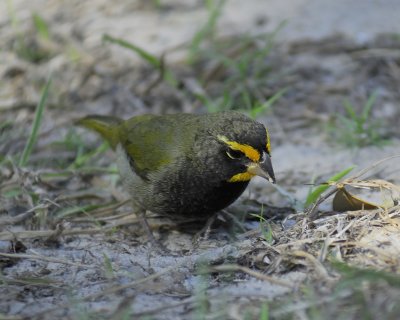 yellow-faced grassquit BRD8227.jpg