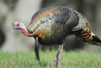 wild turkey BRD7963.jpg