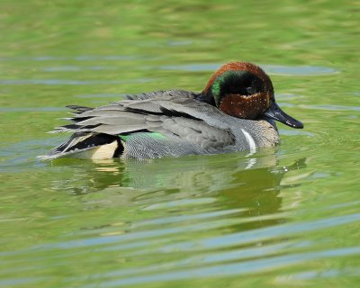 1091a_green_winged_teal