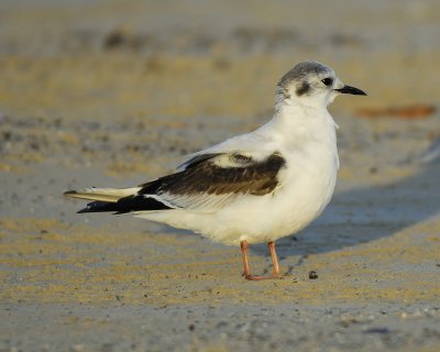 1210r_little_gull