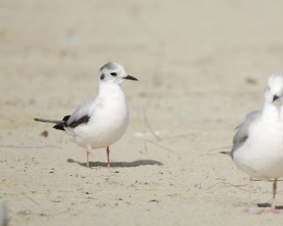 little gull BRD8819.jpg